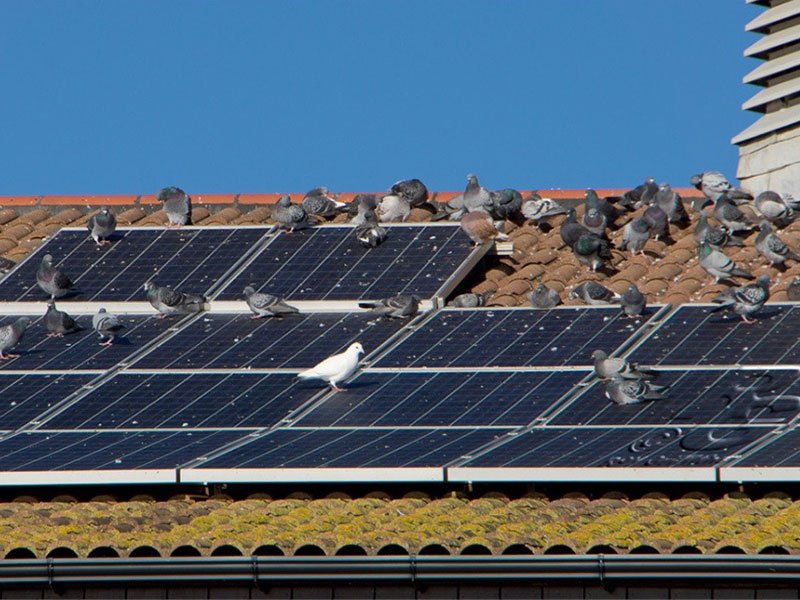 limpiar_placas solares